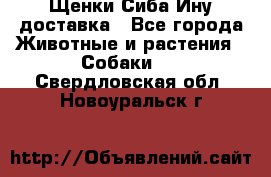 Щенки Сиба Ину доставка - Все города Животные и растения » Собаки   . Свердловская обл.,Новоуральск г.